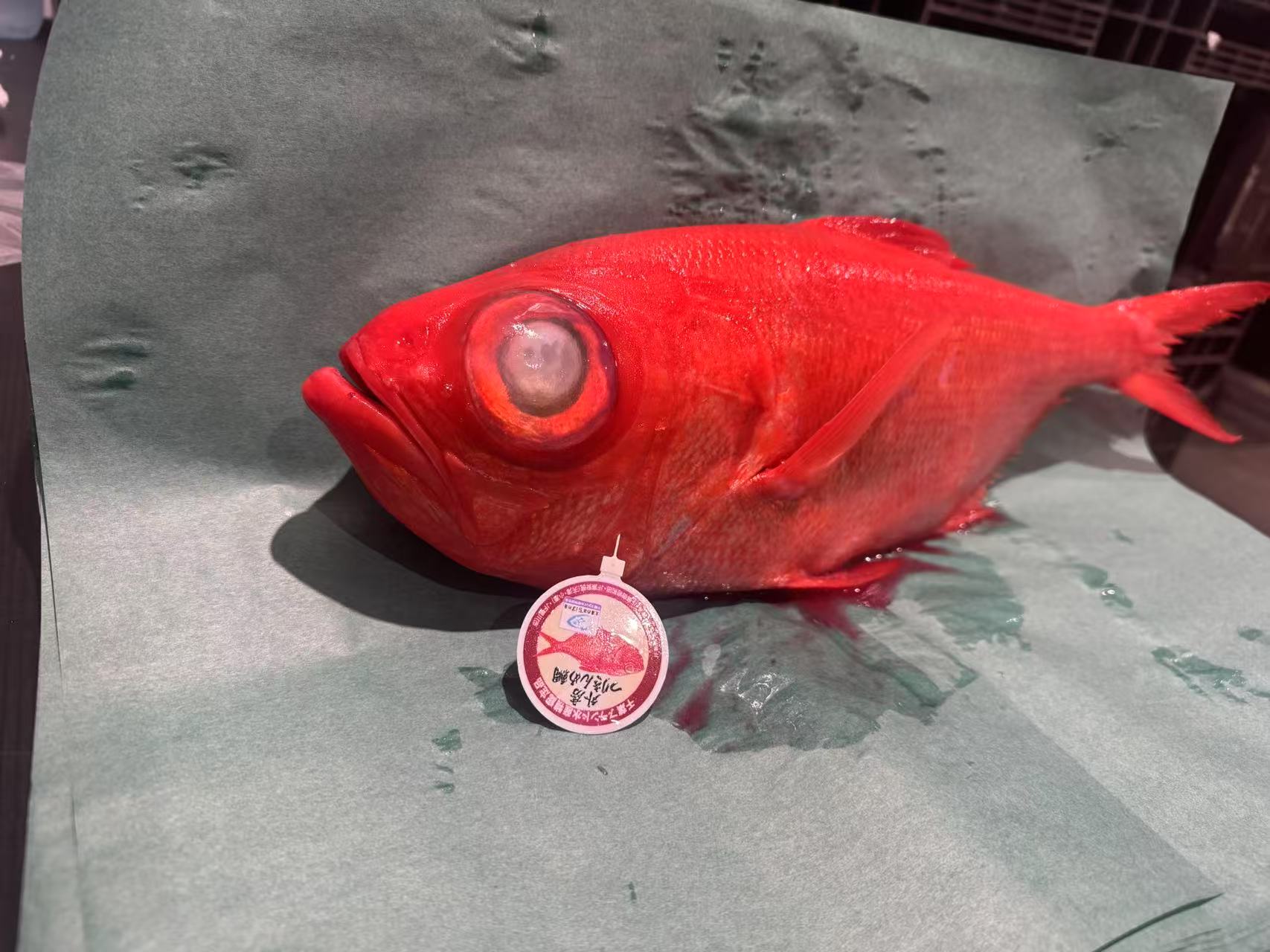 釣り金目鯛