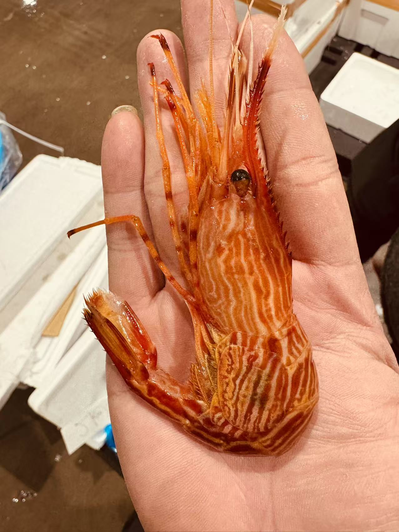 エビ