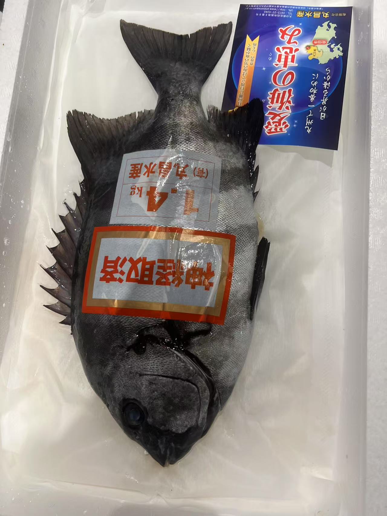 石鯛